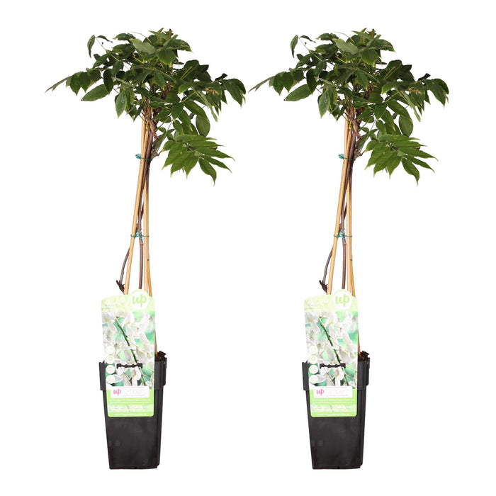 Wisteria floribunda 'Longissima Alba' - ↕65cm - Ø15cm - 2x