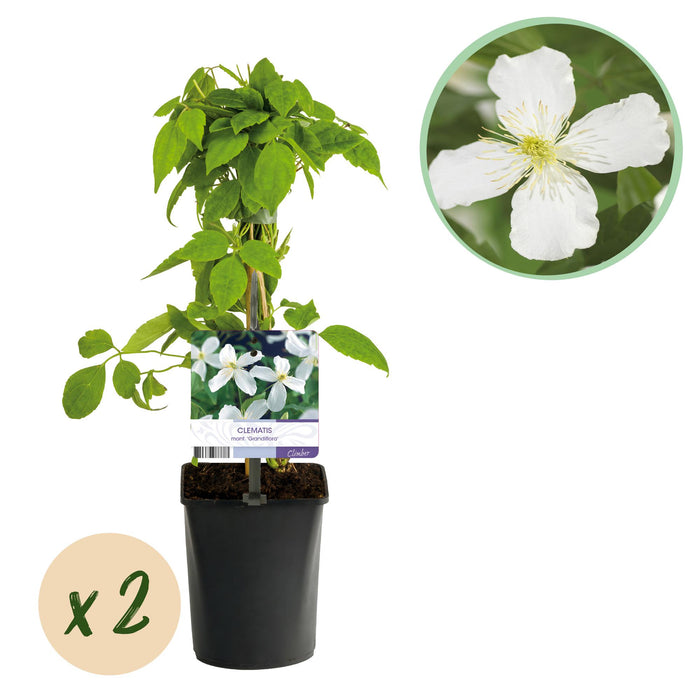 Clematis Montana Grandiflora - Bosrank - Bloem Wit - ↕40cm - Ø11cm - 2x