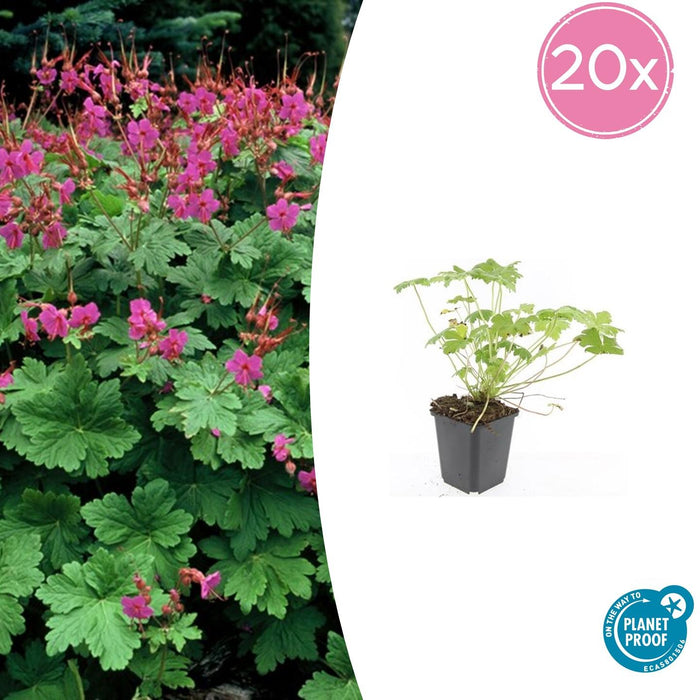 Geranium macrorrhizum 'Czakor' - ↕10-25cm - Ø9cm - 20x