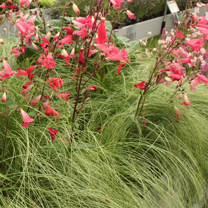 Carex comans Frosted Curls - Groen - 4 Planten - Bladhoudend - Weinig Onderhoud - Pot 17cm Hoogte 50cm