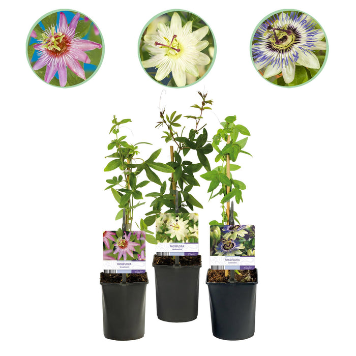Passiflora Tricolour - Passiebloem - Bloem Roze Wit Paars - ↕40cm - Ø11cm - 3x