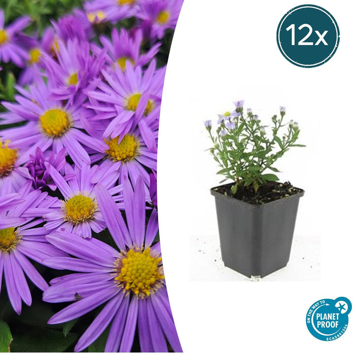 Aster (D) 'Professor Anton Kippenberg' - ↕10-25cm - Ø9cm - 12x