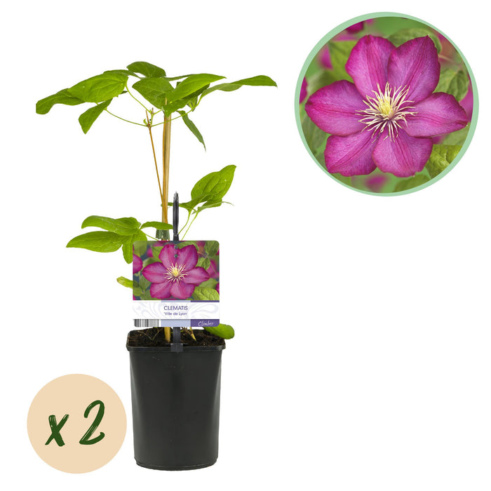 Clematis Ville de Lyon - Bosrank - Bloem Roze - ↕40cm - Ø11cm - 2x