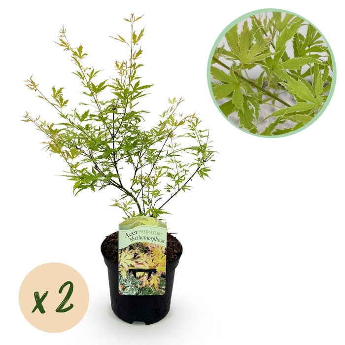 Terrasplant - Japanse Esdoorn - Acer palmatum Methamorphosa - Groen - 2 Planten - Bladverliezend - ↕70cm - Ø19cm