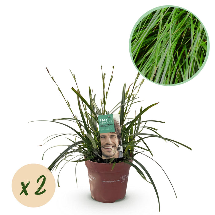 Siergrassen - Carex oshimensis Intense Green - Groen - 2 Planten - Bladhoudend - Weinig Onderhoud - Pot 17cm Hoogte 50cm