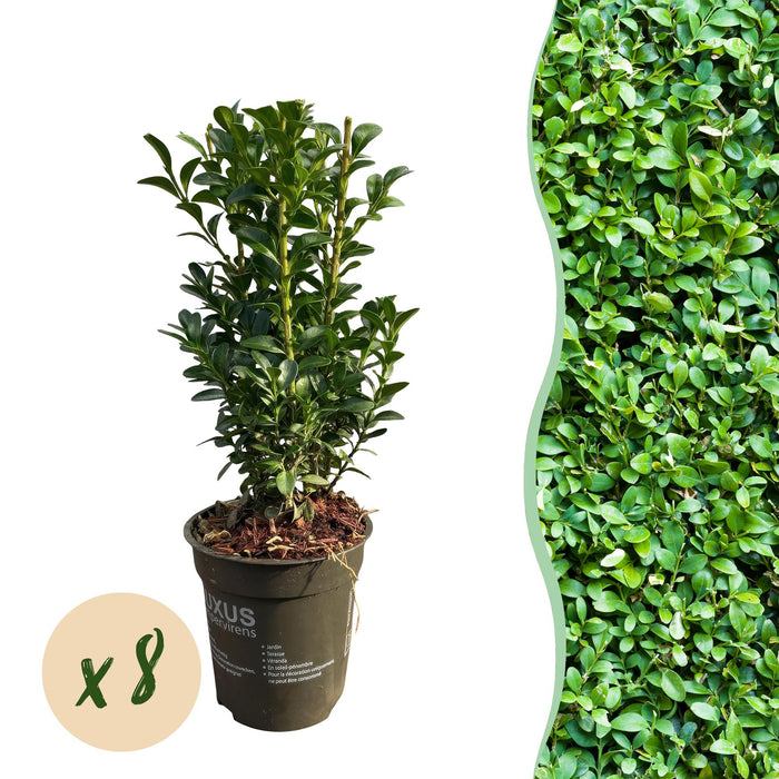 Haagplanten - Buxus sempervirens - blad groen - 8 planten - 1 strekkende meter - groenblijvend - pot 9cm hoogte 20-25cm