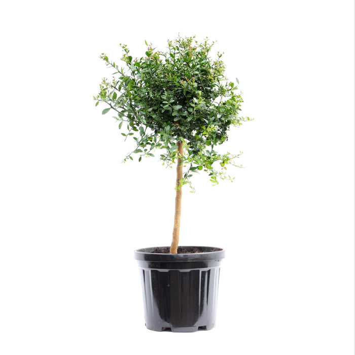 Citrus Australasica - ↕70cm - Ø22cm