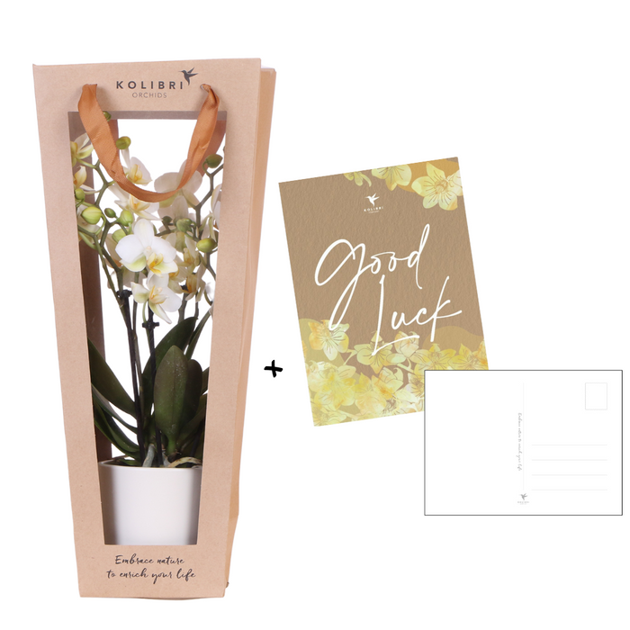 Planten cadeau veel succes | Lausanne orchidee met pot, kaart & cadeautas