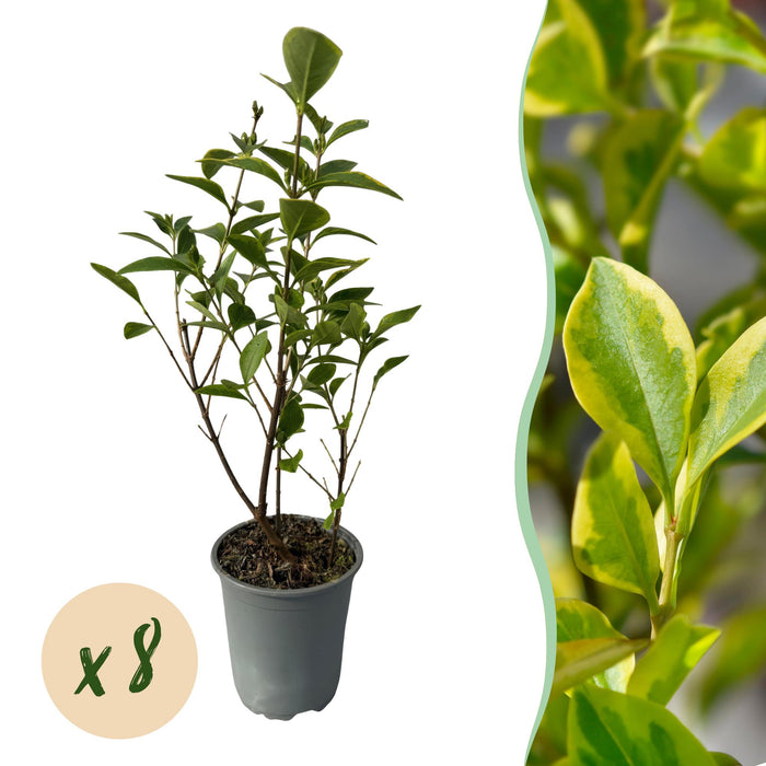 Haagplanten - Ligustrum ovalifolium Aureum - blad geel groen - 8 planten - 1 strekkende meter - groenblijvend - pot 9cm hoogte 35-40cm