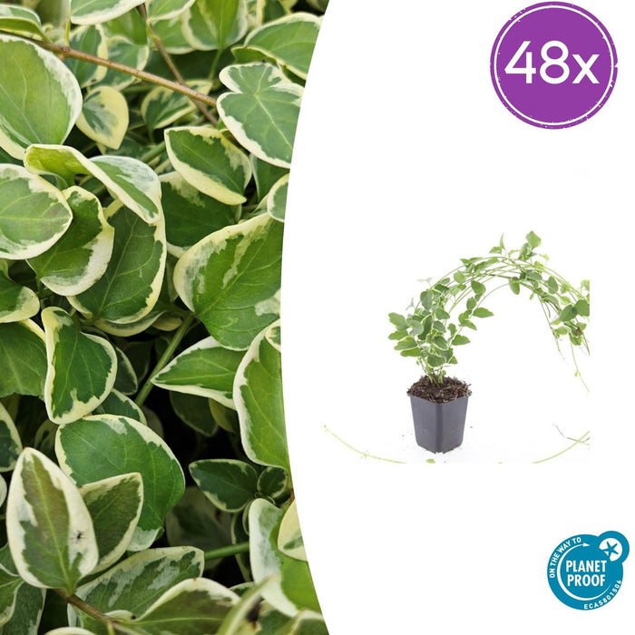 Vinca major 'Variegata' - ↕10-25cm - Ø9cm - 48x