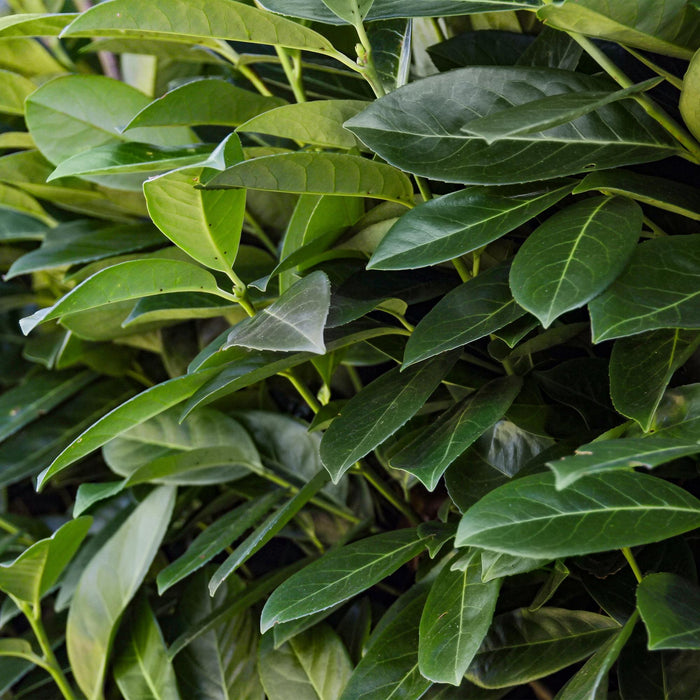 Haagplanten - Prunus laurocerasus Novita - blad groen - 8 planten - 1 strekkende meter - groenblijvend - pot 9cm hoogte 30-35cm