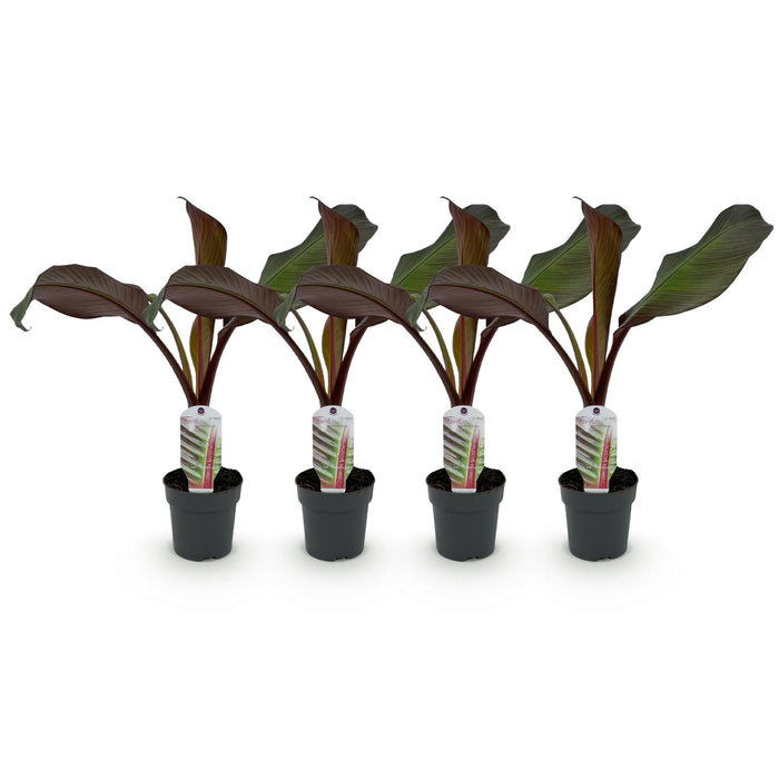 Fruitplant - Bananen plant - Ensete ventricosum Maurelli - Winterhard - 4 planten - Pot 12cm Hoogte 30cm