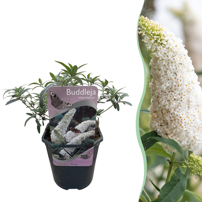 Vlinderstruik - Buddleja davidii White Profusion - Bloem Wit - ↕25cm - Ø17cm - 1x
