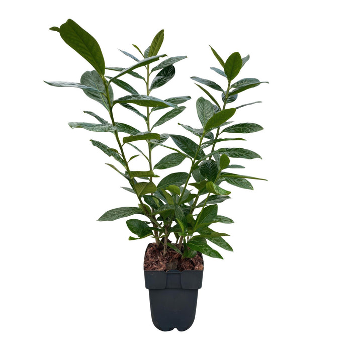 Haagplanten - Prunus laurocerasus Novita - blad groen - 6 planten - 1 strekkende meter - groenblijvend - pot 17cm hoogte 50cm