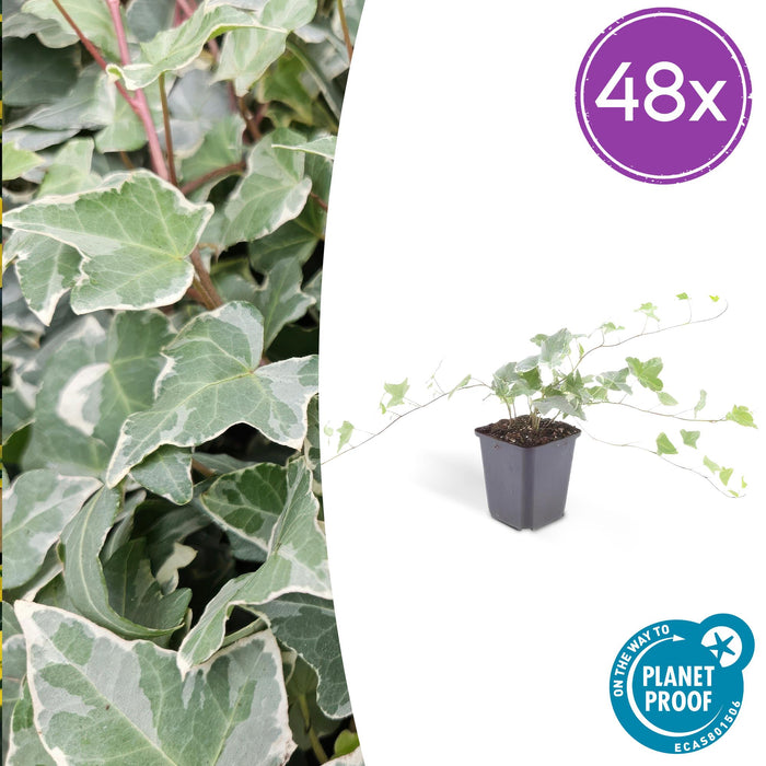 Hedera helix 'Glacier' - ↕10-25cm - Ø9cm - 48x