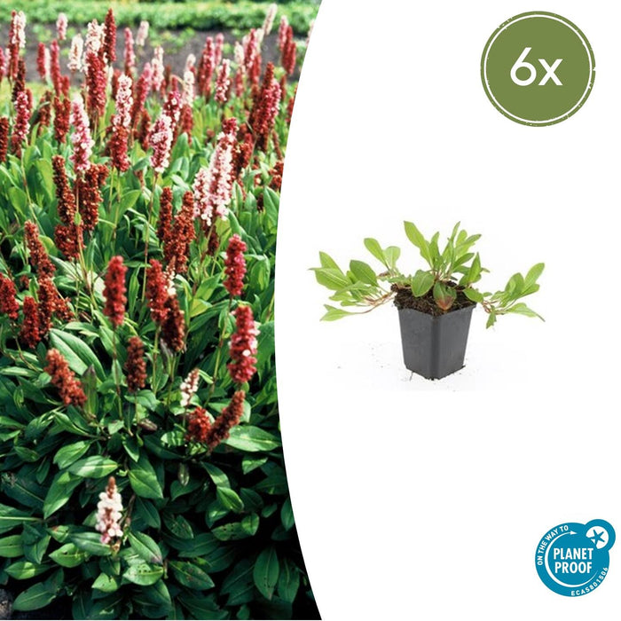 Persicaria affinis 'Darjeeling Red' - Duizendknoop - ↕10-25cm - Ø9cm - 6x