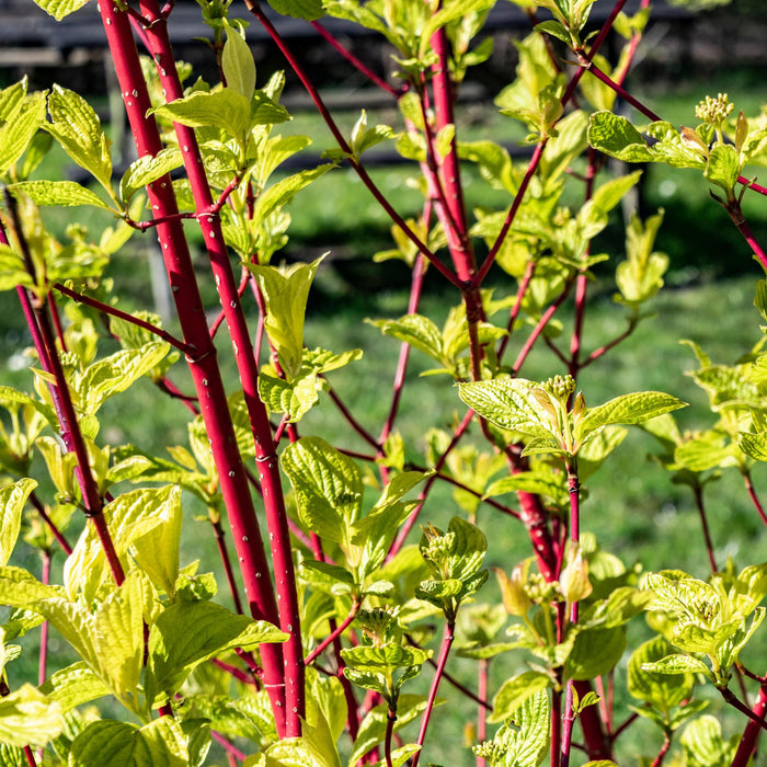 Heesters - Cornus sibirica - Rode Takken - 1 Plant - Bladverliezend - Weinig Onderhoud - Pot 17cm Hoogte 45cm
