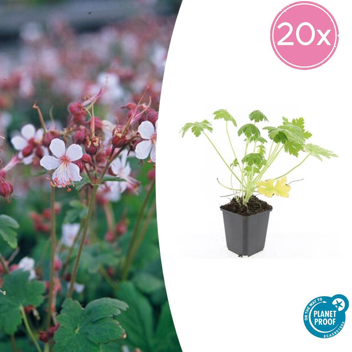 Geranium macrorrhizum 'Spessart' - ↕10-25cm - Ø9cm - 20x