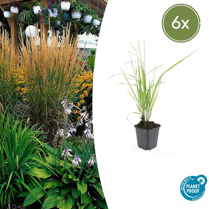 Calamagrostis Acutiflora 'Karl Foerster' - Struisriet - ↕10-25cm - Ø9cm - 6x