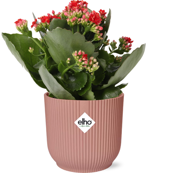 Kalanchoe Rosalina Don Justino Rood + elho Vibes Fold Ø14cm roze