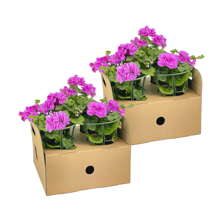 Hanggeranium - Pelargonium peltatum Violet Ø12 cm - ↕20 cm - 8x
