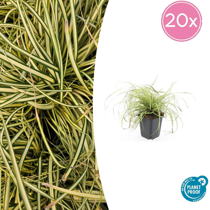 Carex oshimensis 'Evergold' - Zegge - ↕10-25cm - Ø9cm - 20x