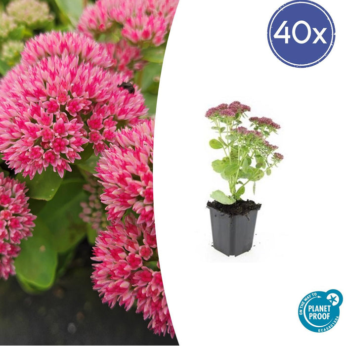 Sedum 'Herbstfreude' - Hemelsleutel - ↕10-25cm - Ø9cm - 40x