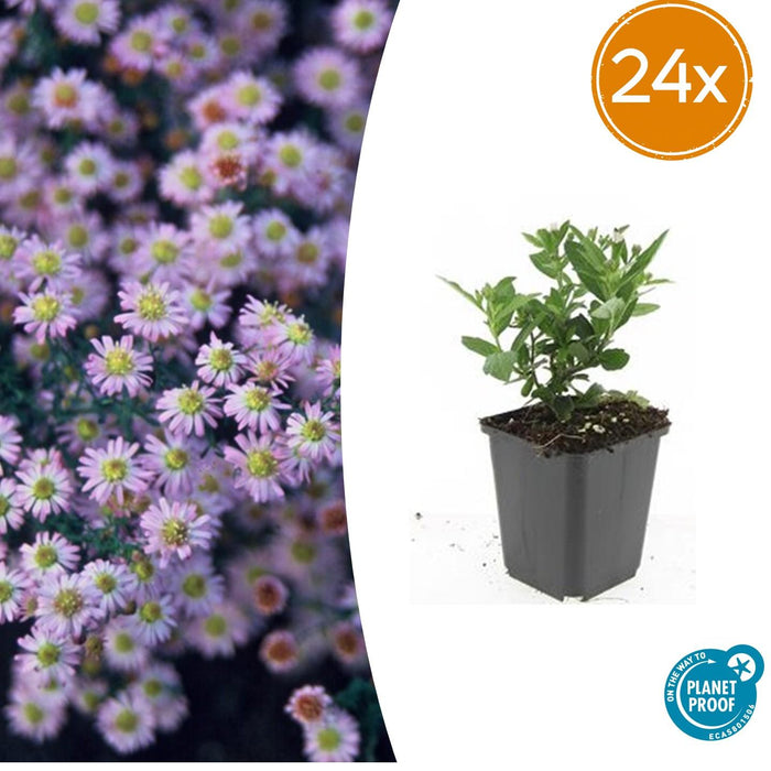 Aster ageratoides 'Stardust' - ↕10-25cm - Ø9cm - 24x