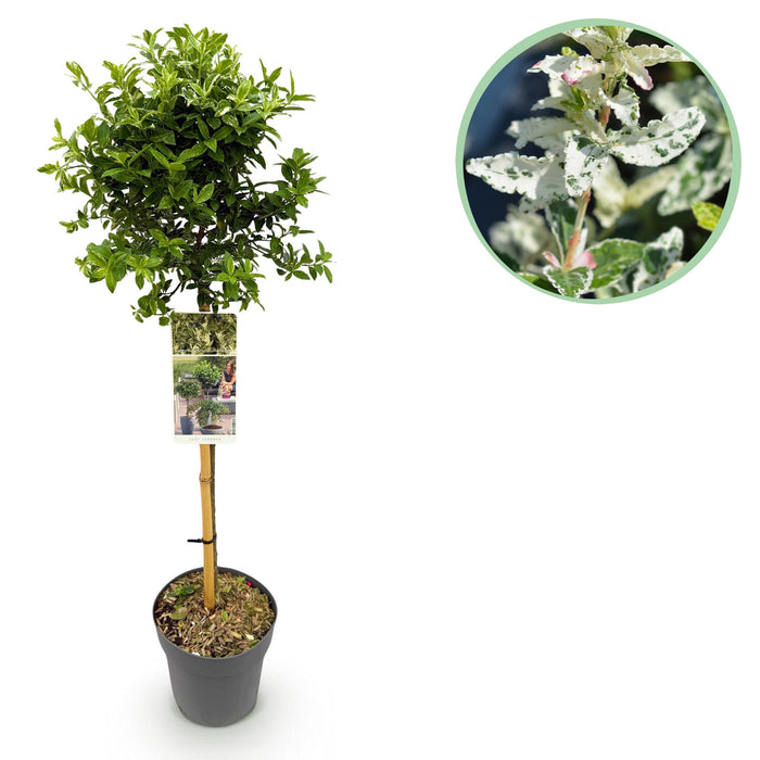 Tuinplant - Euonymus fortunei Harlequin - Plant op stam - Terras Plant - Bladhoudend - Weinig Onderhoud - Pot 19cm Hoogte 90cm