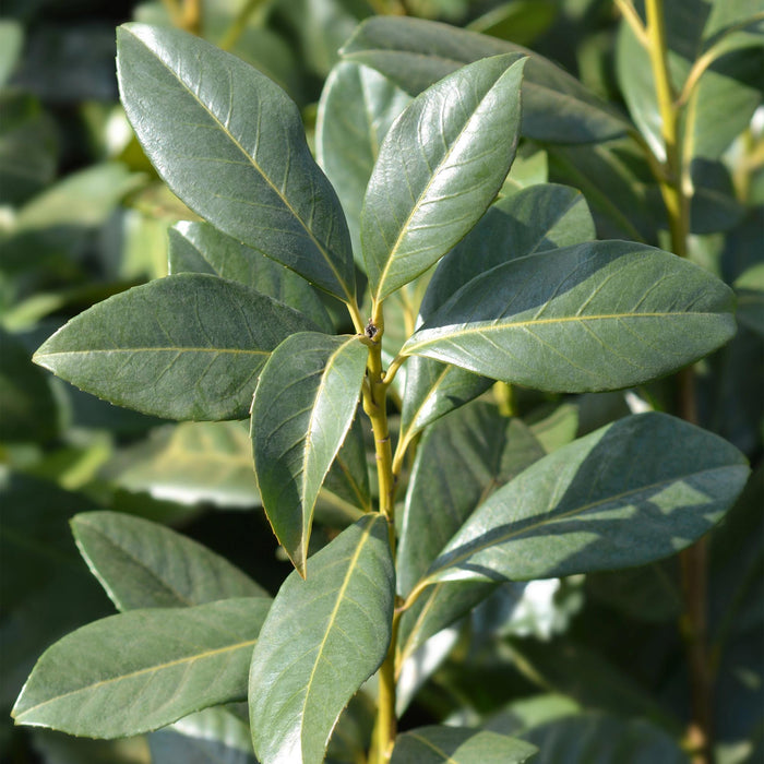 Haagplanten - Prunus laurocerasus Caucasica- blad groen - 8 planten - 1 strekkende meter - groenblijvend - pot 9cm hoogte 30-35cm