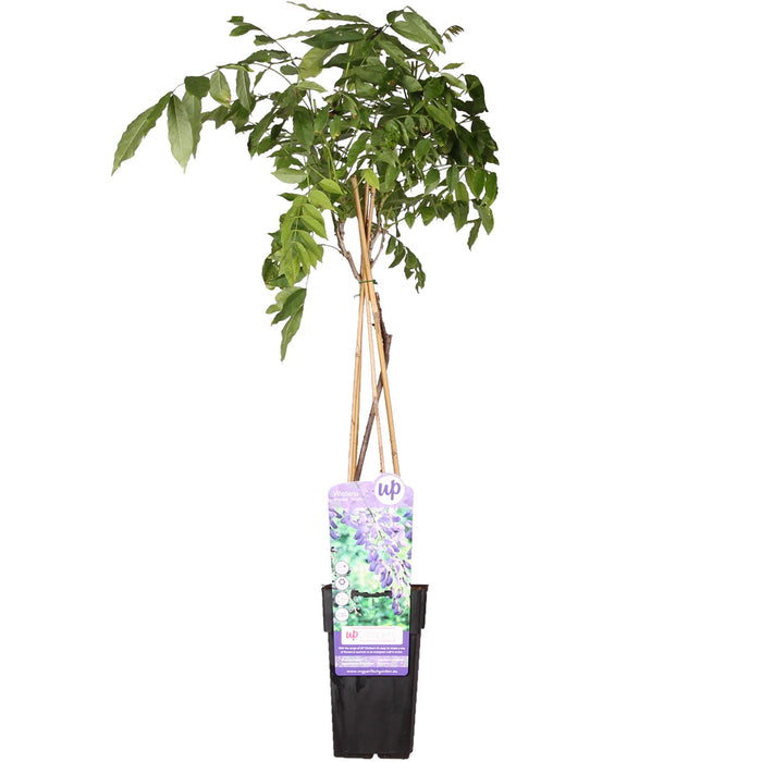 Wisteria sinensis 'Prolific' - Blauwe regen - ↕65cm - Ø15cm