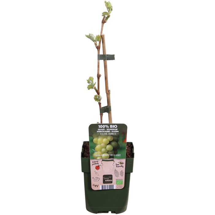 Vitis Vinifera 'Johanniter' - Witte Druif - ↕45cm - Ø13cm