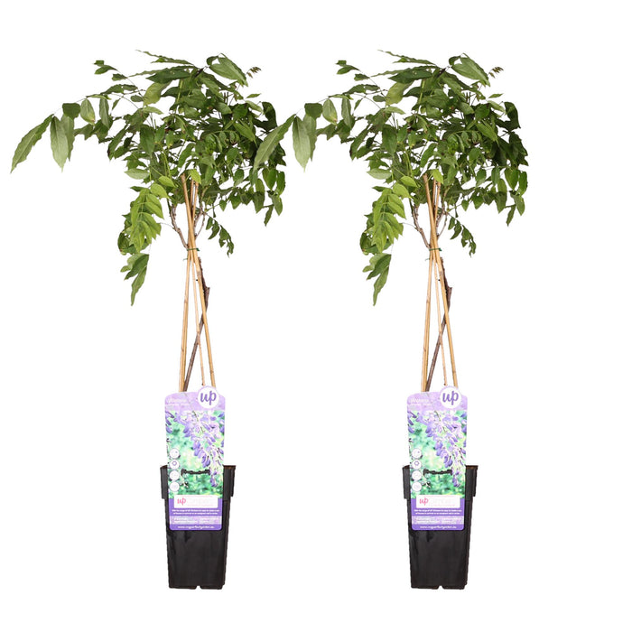 Wisteria sinensis 'Prolific' - ↕65cm - Ø15cm - 2x