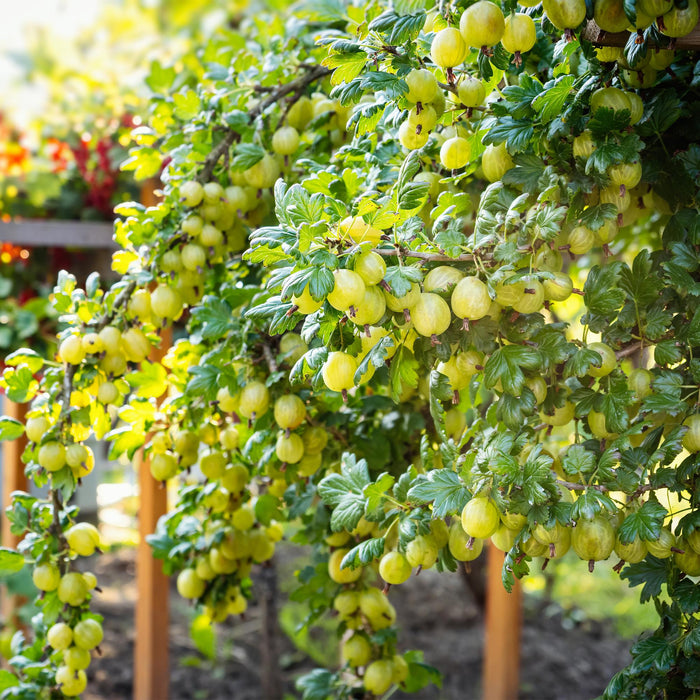 Fruitplant - Kruisbes - Ribes uva-crispa Invicta - Groene Bes - 2 planten -  Pot 11cm Hoogte 40cm