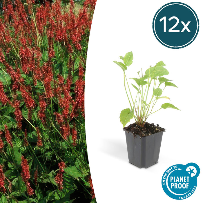 Persicaria amplexicaulis - Duizendknoop - ↕10-25cm - Ø9cm - 12x