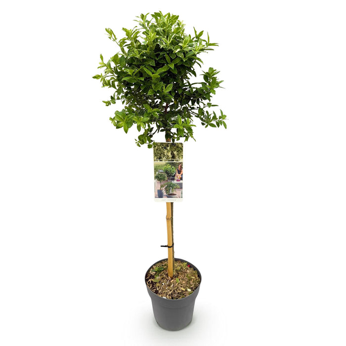 Tuinplant - Euonymus fortunei Harlequin - Plant op stam - Terras Plant - Bladhoudend - Weinig Onderhoud - Pot 19cm Hoogte 90cm