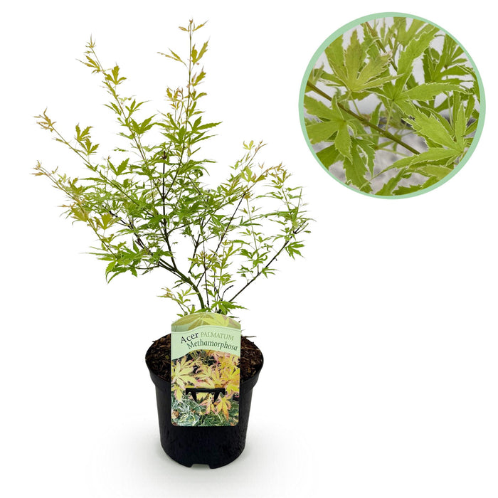 Terrasplant - Japanse Esdoorn - Acer palmatum Methamorphosa - Groen - Bladverliezend - ↕70cm - Ø19cm
