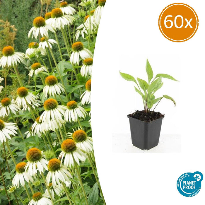 Echinacea purpurea 'White Swan' - Zonnehoed - ↕10-25cm - Ø9cm - 60x