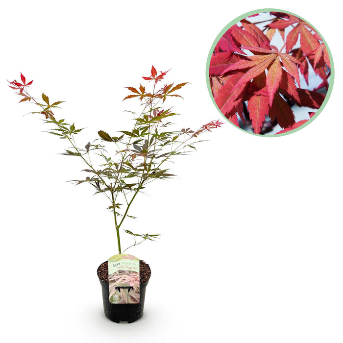 Terrasplant - Japanse Esdoorn - Acer palmatum Sumi-nagashi - Rood - Bladverliezend - ↕70cm - Ø19cm