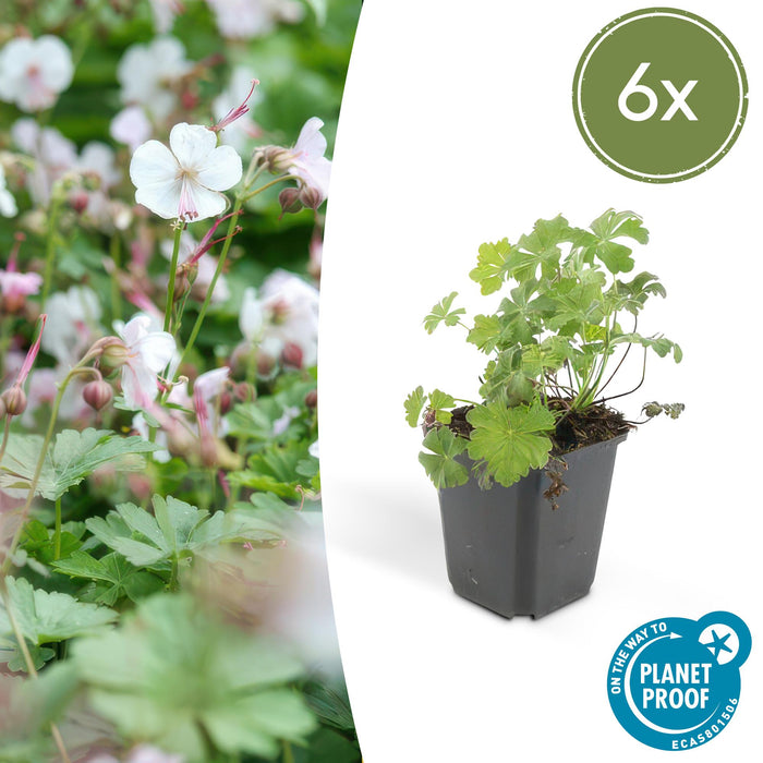 Geranium cantabrigiense 'Biokovo' - ↕10-25cm - Ø9cm - 6x