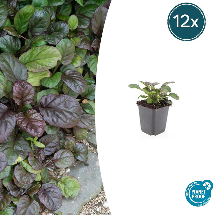 Ajuga reptans 'Catlin's Giant' - Kruipend Zenegroen - ↕10-25cm - Ø9cm - 12x
