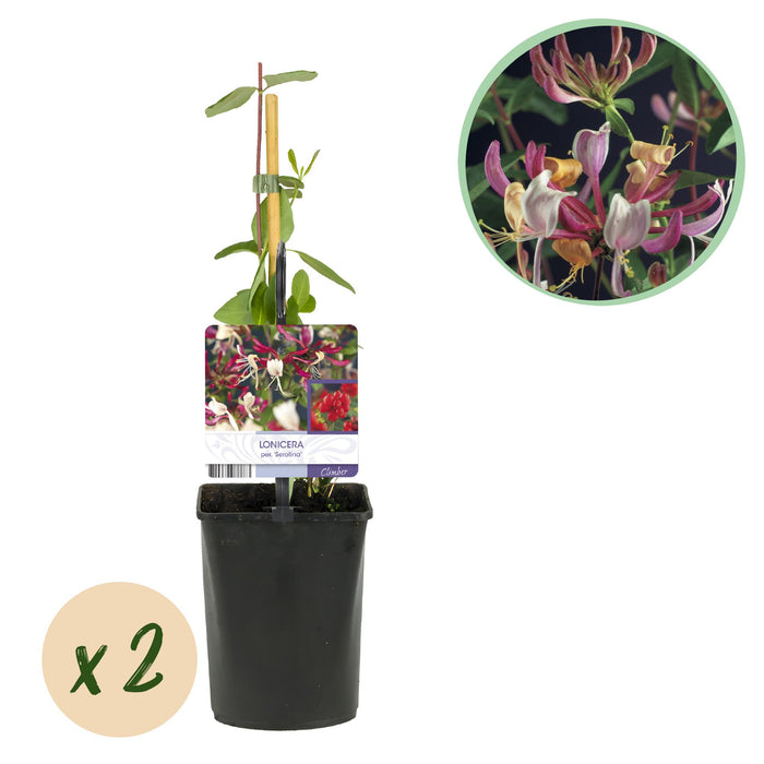 Kamperfoelie - Lonicera Serotina - Bloem Roze met Wit - Kamperfoelie - ↕40cm - Ø11cm - 2x