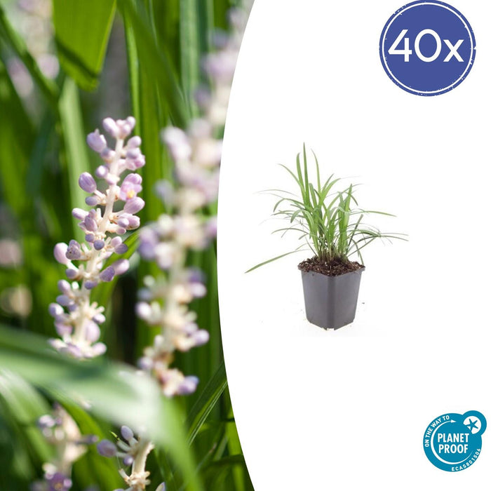 Liriope muscari 'Monroe White' - Leliegras - ↕10-25cm - Ø9cm - 40x