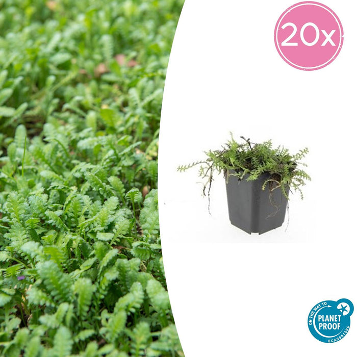 Leptinella Squalida - Koperknoopje - ↕10-25cm - Ø9cm - 20x