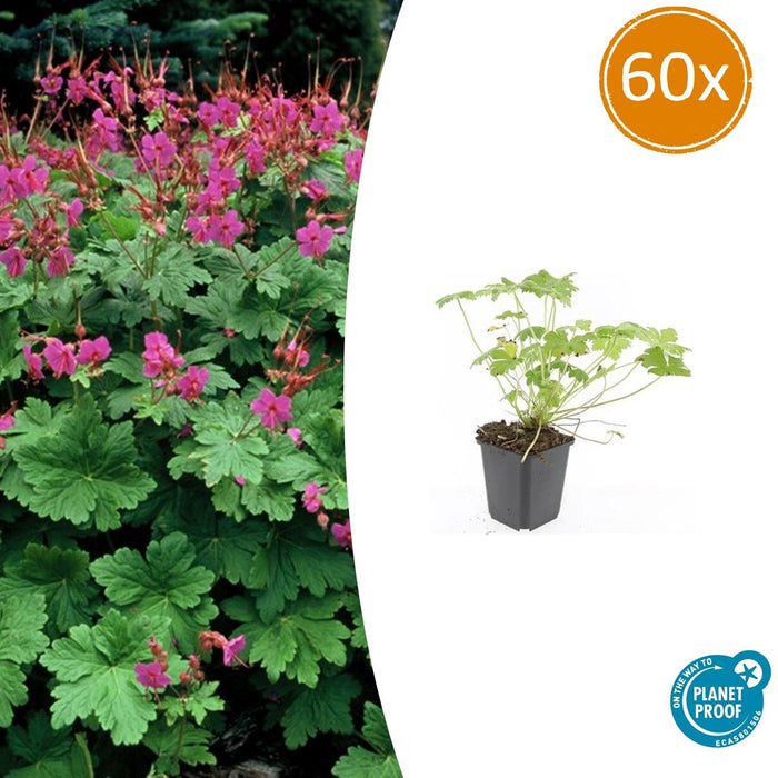 Geranium macrorrhizum 'Czakor' - ↕10-25cm - Ø9cm - 60x