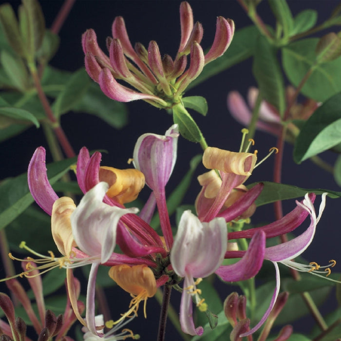 Kamperfoelie - Lonicera Serotina - Bloem Roze met Wit - Kamperfoelie - ↕40cm - Ø11cm - 2x