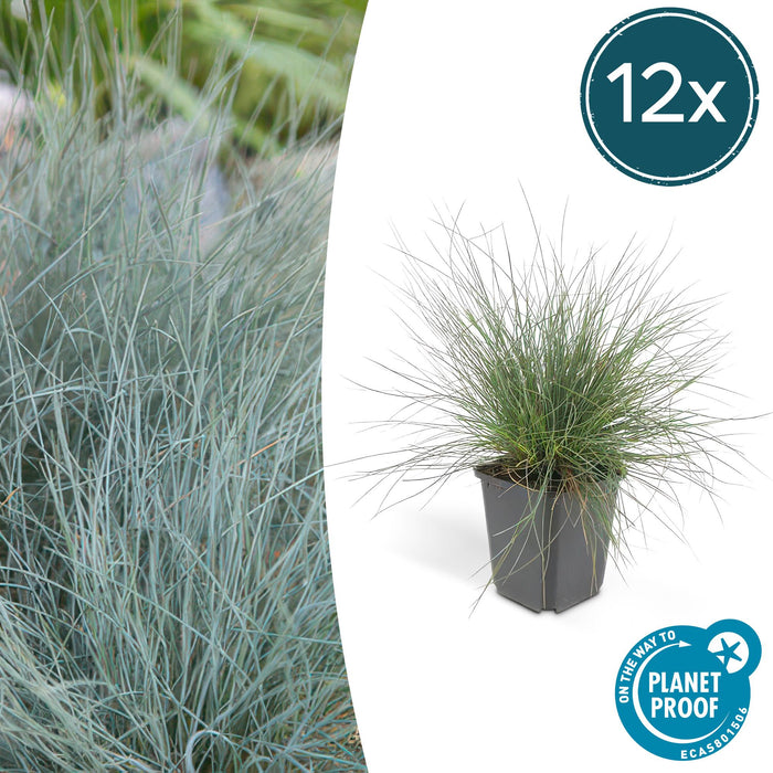 Festuca glauca 'Elijah Bleu' - Blauw Schapengras - ↕10-25cm - Ø9cm - 12x