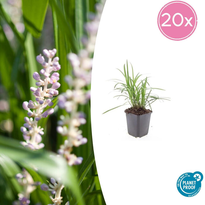 Liriope muscari 'Monroe White' - Leliegras - ↕10-25cm - Ø9cm - 20x