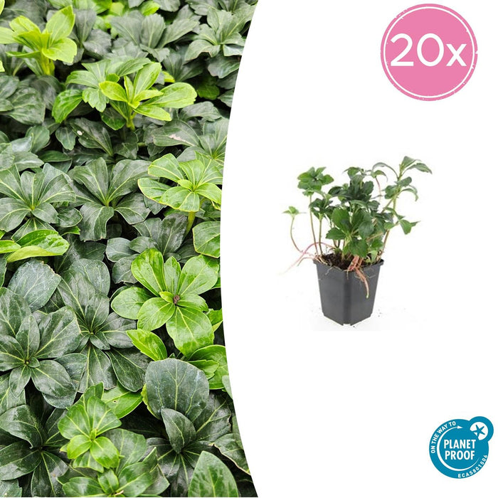 Pachysandra Terminalis 'Green Sheen' - Schaduwkruid - ↕10-25cm - Ø9cm - 20x