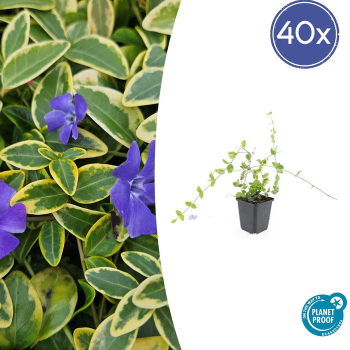 Vinca minor 'Blue and Gold' - Kleine Maagdenpalm - ↕10-25cm - Ø9cm - 40x